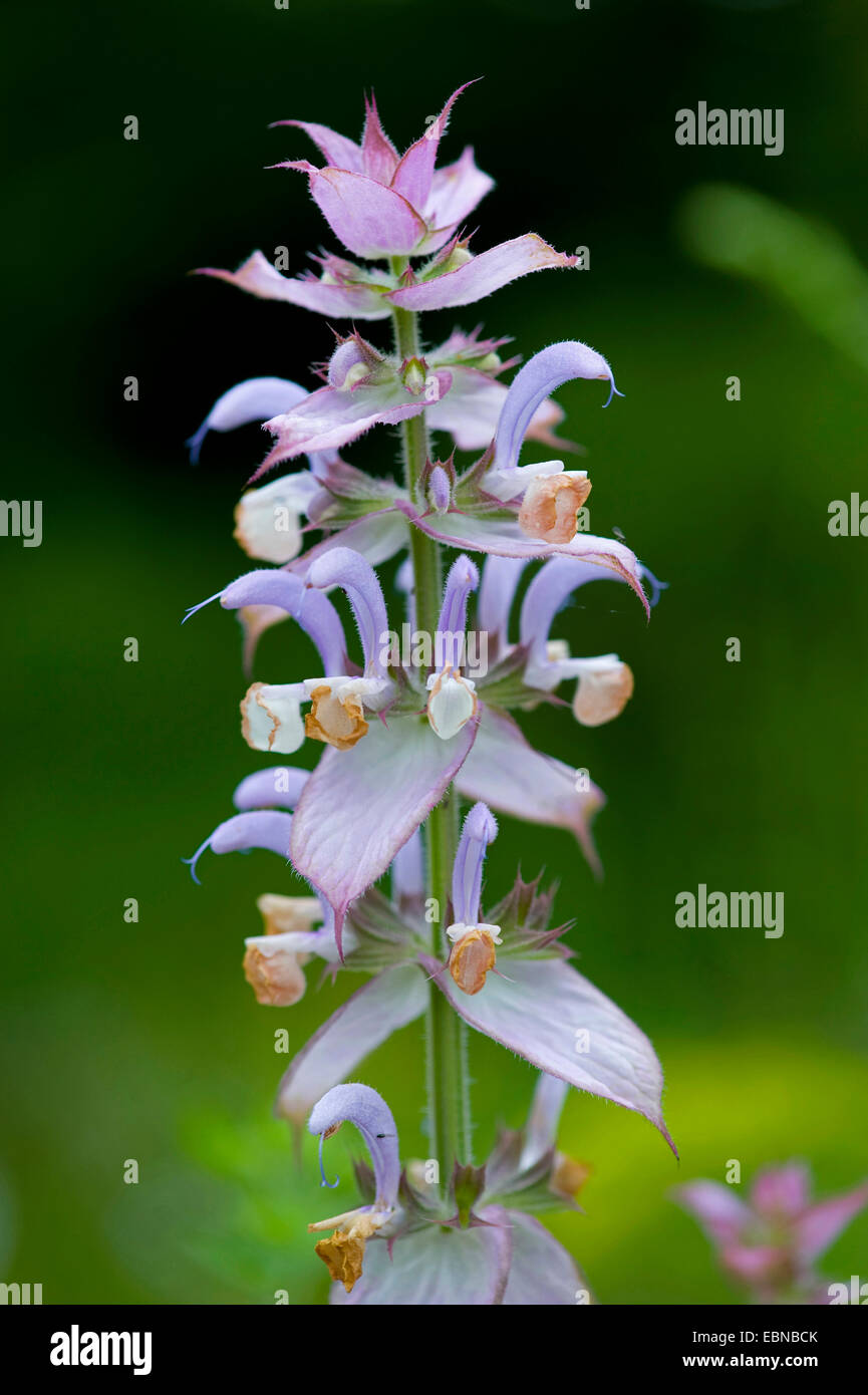 clary sage (Salvia sclarea), inflorescence Stock Photo