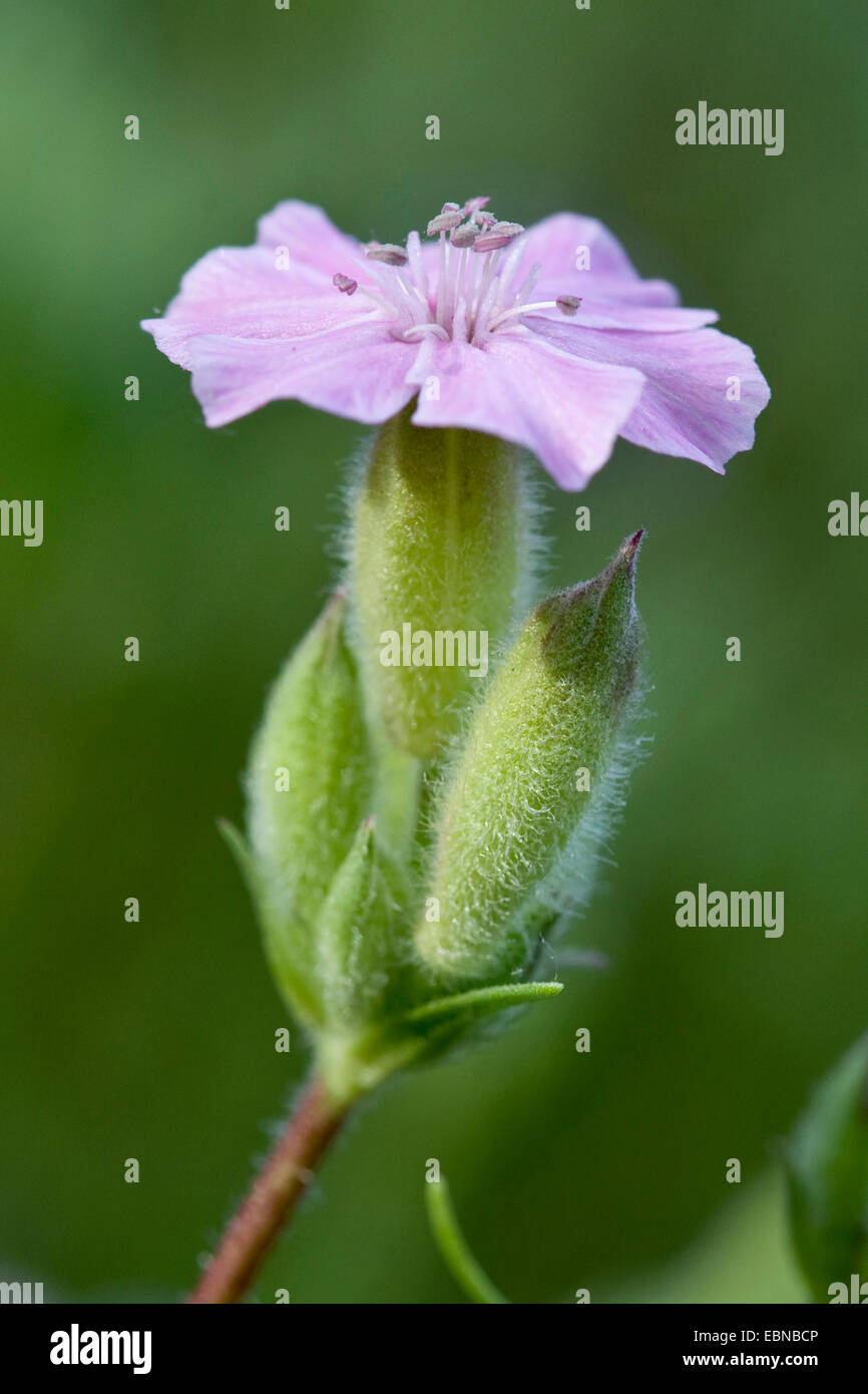 Tufted Soapwort (Saponaria caespitosa), flower Stock Photo