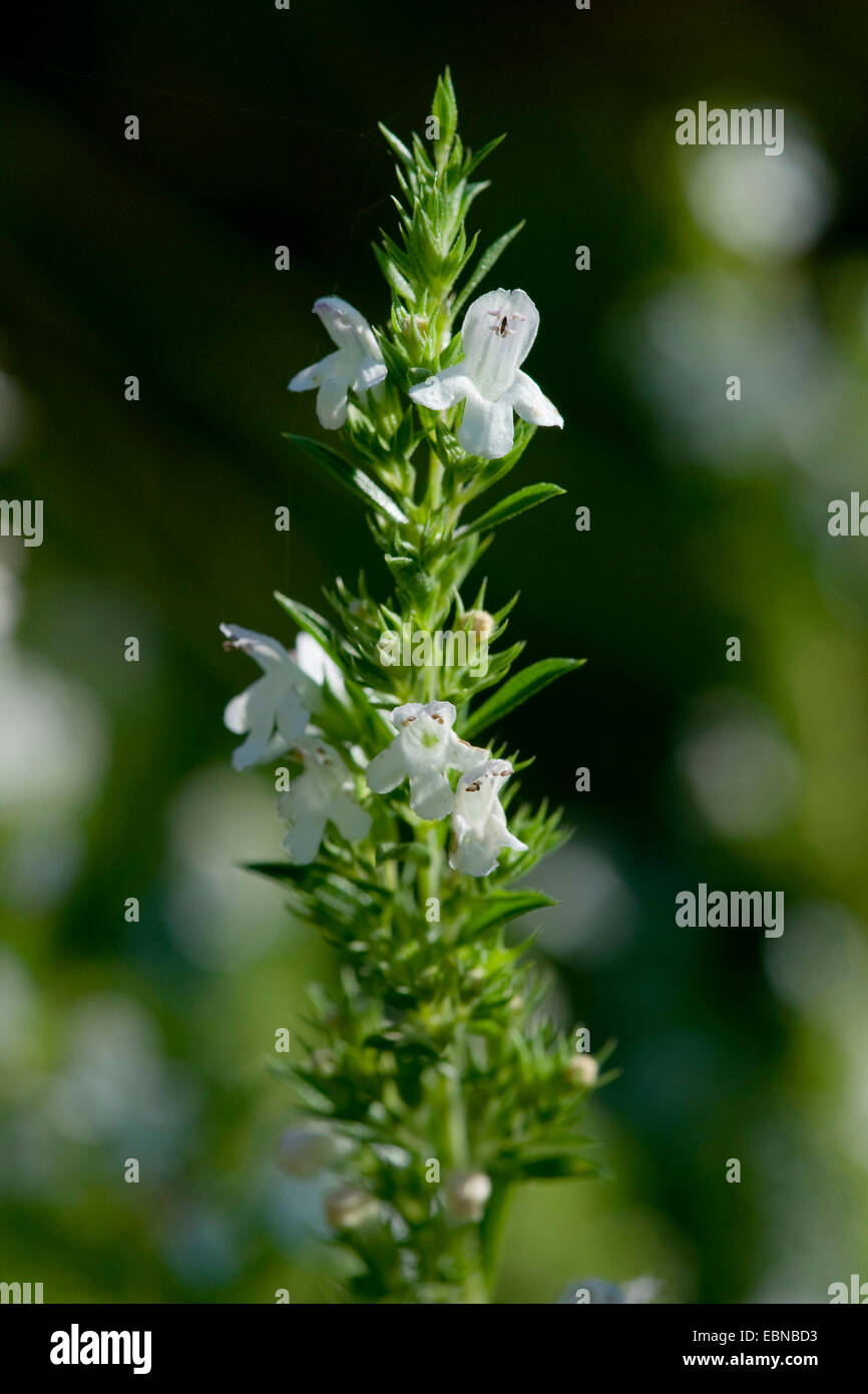 Winter savory (Satureja montana), inflorescence Stock Photo