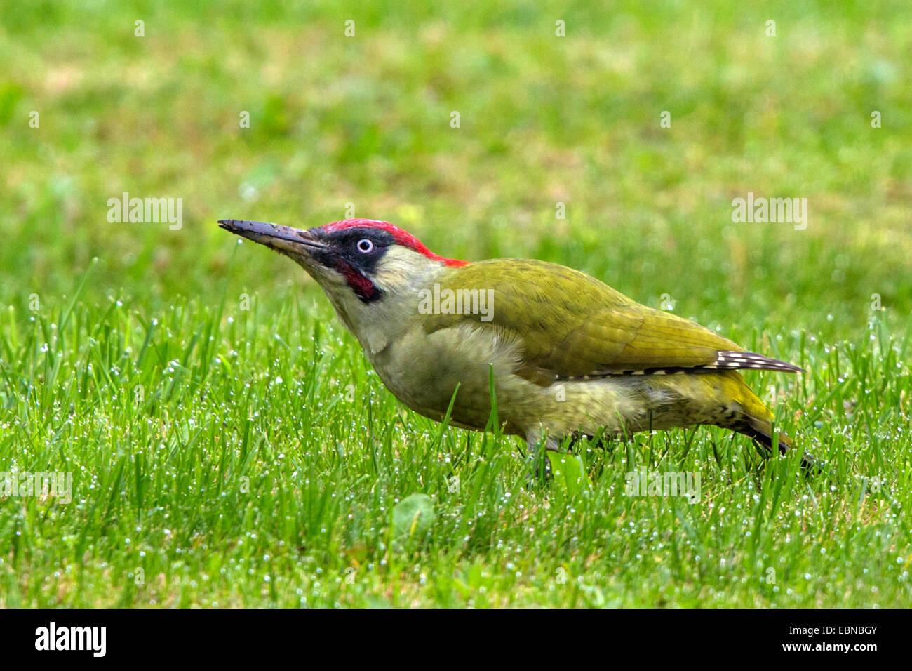 green woodpecker (Picus viridis), on the feed in a meadow wet of dew, Germany, Bavaria Stock Photo