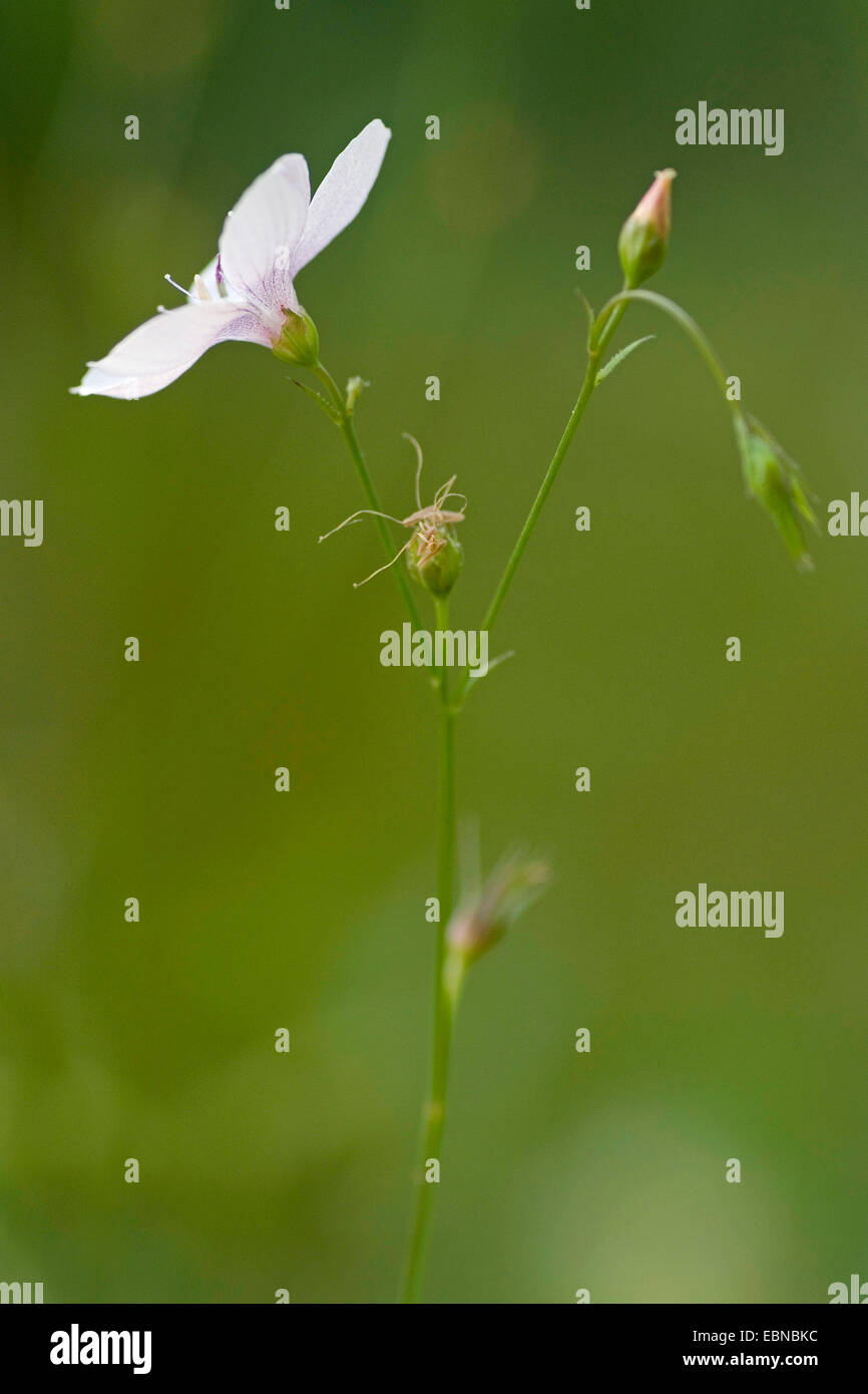 Narrow leaved flax (Linum tenuifolium), blooming, Germany Stock Photo