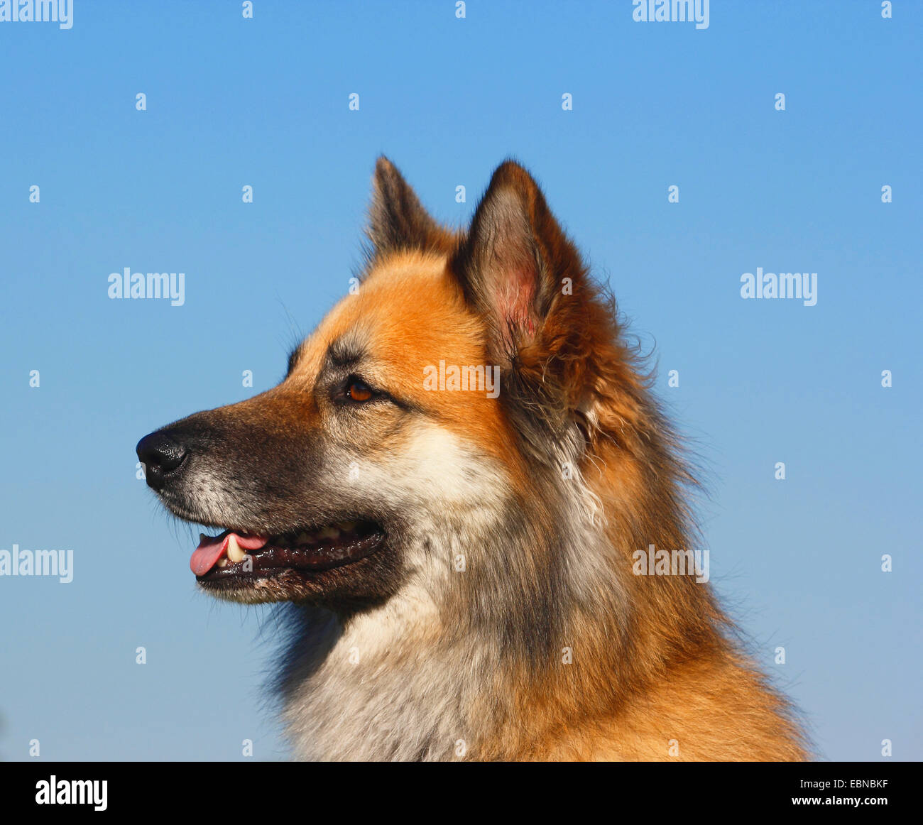 mixed breed dog (Canis lupus f. familiaris), Harzer Fox mixed breed Stock  Photo - Alamy