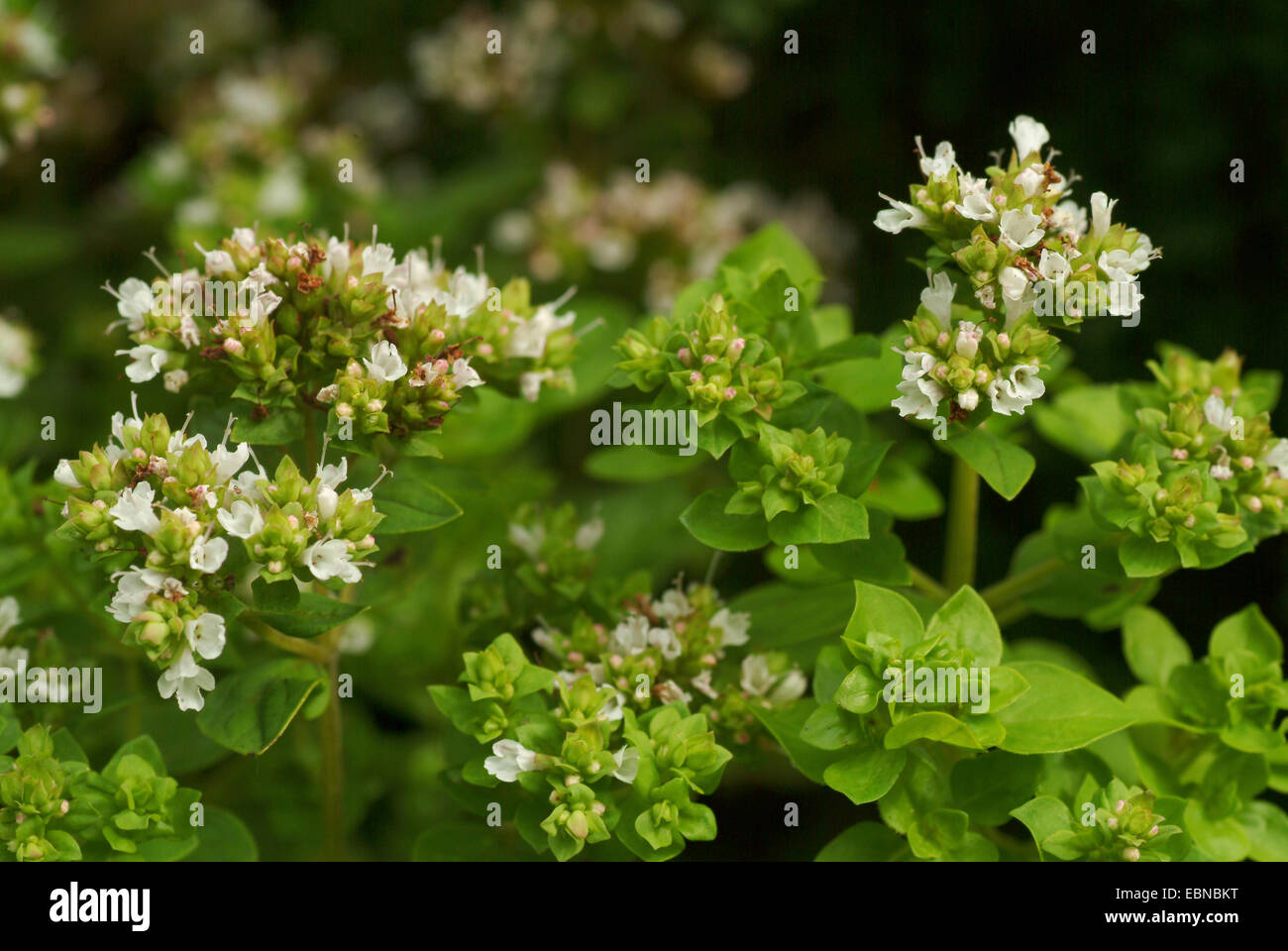 sweet marjoram, knotted marjoram (Origanum majorana, Majorana hortensis), inflorescence Stock Photo