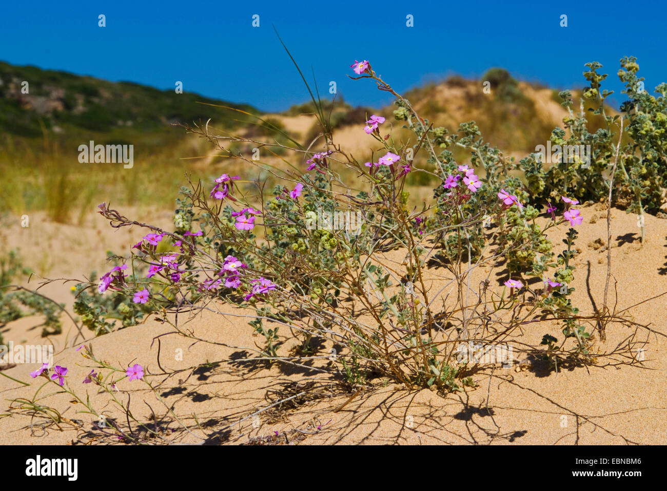 Sand Stock (Malcolmia littorea), blooming, Portugal Stock Photo