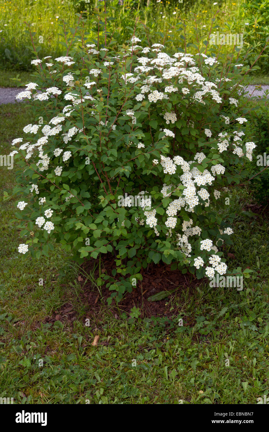 spirea, hybrid (Spiraea x vanhouttei, Spiraea vanhouttei), blooming, Austria, Kaernten Stock Photo
