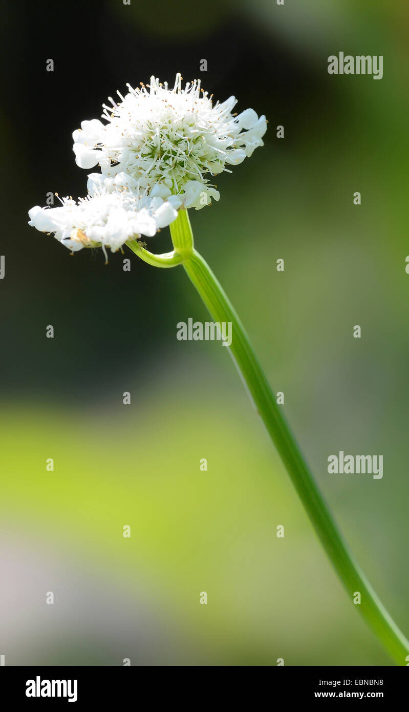 Tubular water dropwort (Oenanthe fistulosa), inflorescence in backlight