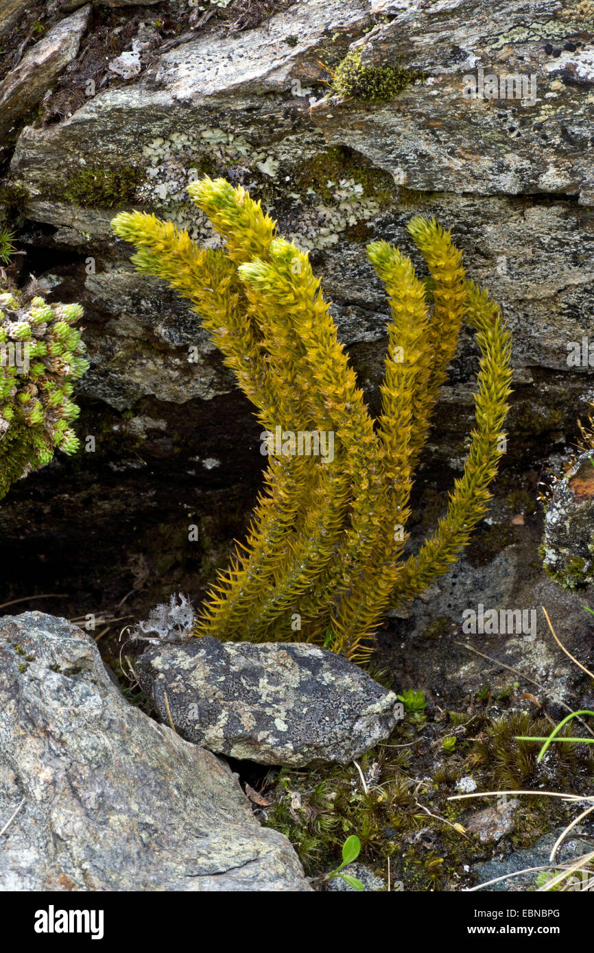 fir clubmoss, mountain clubmoss, fir-clubmoss (Huperzia selago, Lycopodium selago), growing between rocks, Austria, Kaernten, Naturpark Nockberge Stock Photo