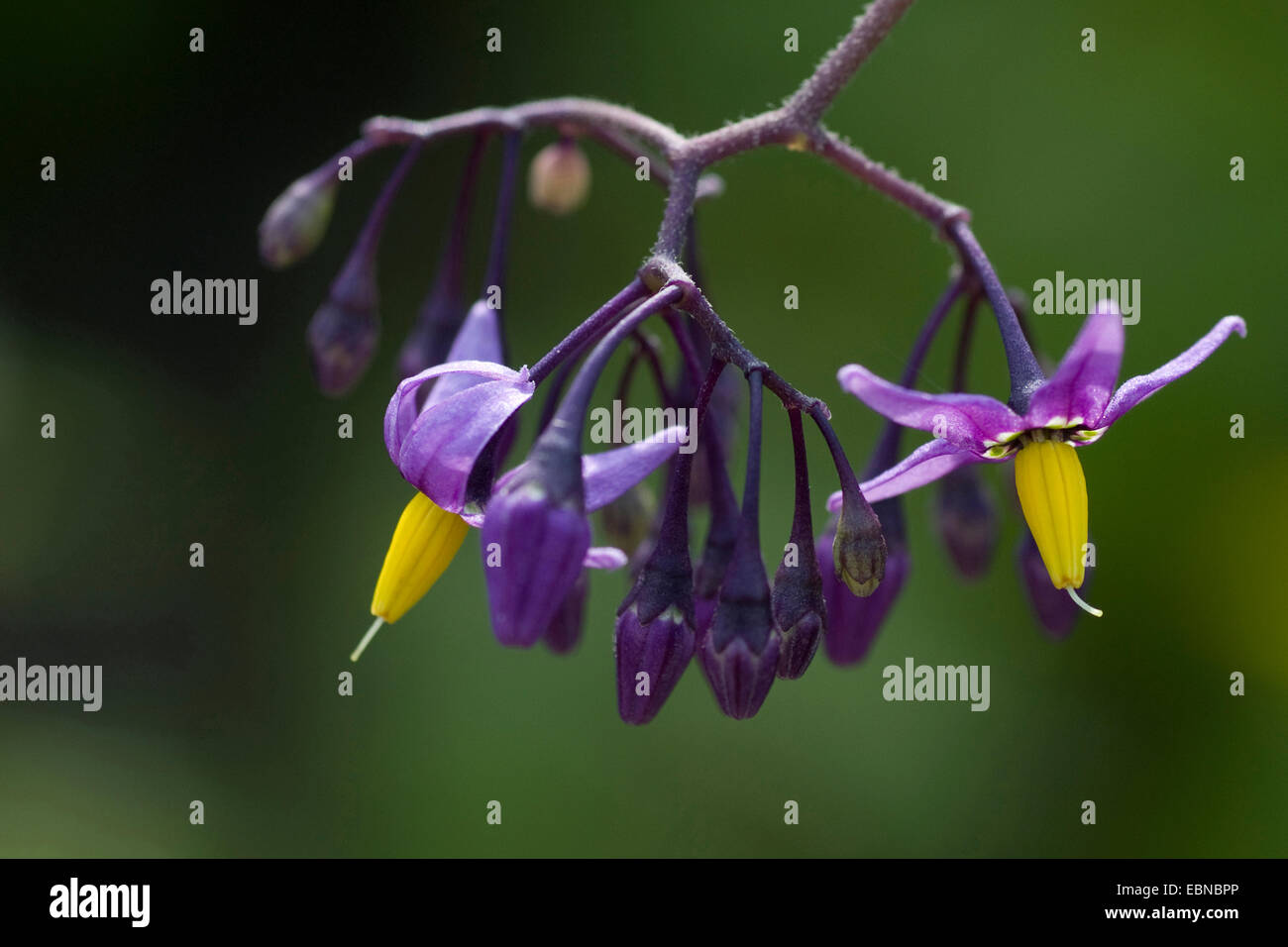 bitter nightshade, bittersweet nightshade, woody nightshade, climbing