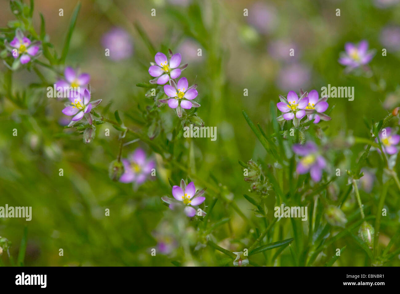 red sandspurry, sand spurrey, purple sandspurry (Spergularia rubra), blooming, Germany, BG Ffm Stock Photo