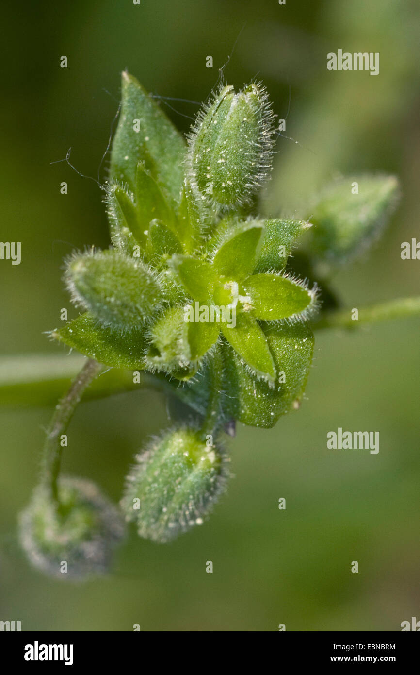 lesser chickweed (Stellaria pallida), inflorescence, Germany Stock Photo