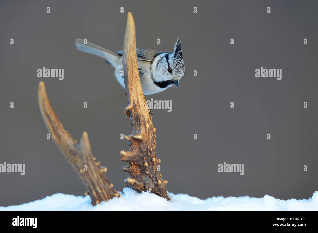 crested tit (Parus cristatus, Lophophanes cristatus), sitting in winter on a horn from a roe deer, Germany, Baden-Wuerttemberg Stock Photo
