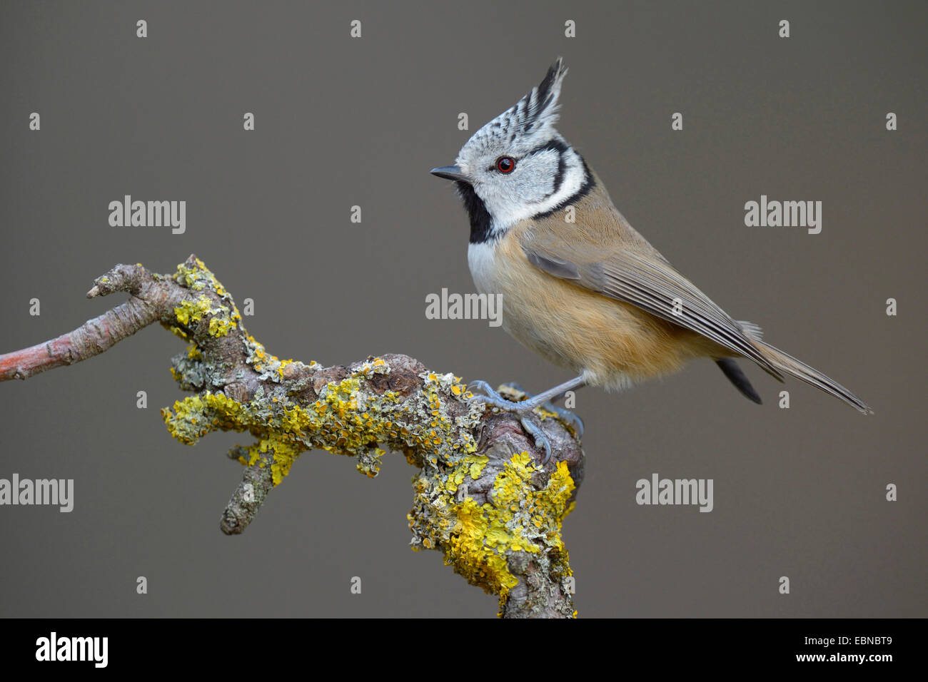 crested tit (Parus cristatus, Lophophanes cristatus), on atwig with lichen, Germany, Baden-Wuerttemberg Stock Photo