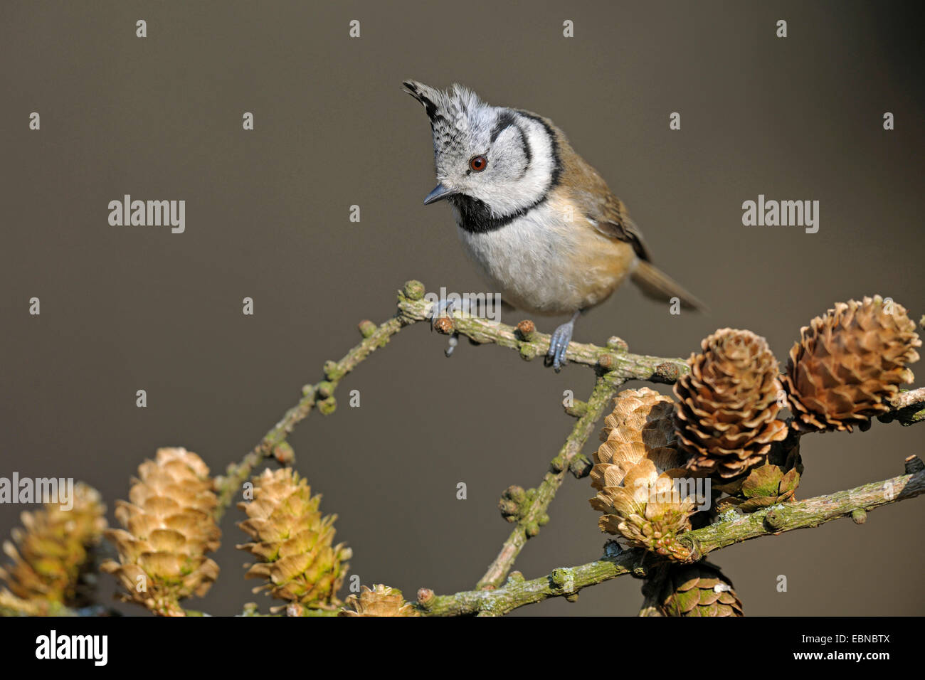 crested tit (Parus cristatus, Lophophanes cristatus), sitting on a larch branch with cones, Germany, Baden-Wuerttemberg Stock Photo