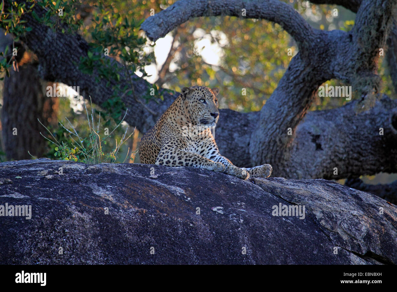 Ceylon-Leopard, Sri Lankan Leopard (Panthera pardus kotiya), lying on a rock , Sri Lanka, Yala National Park Stock Photo