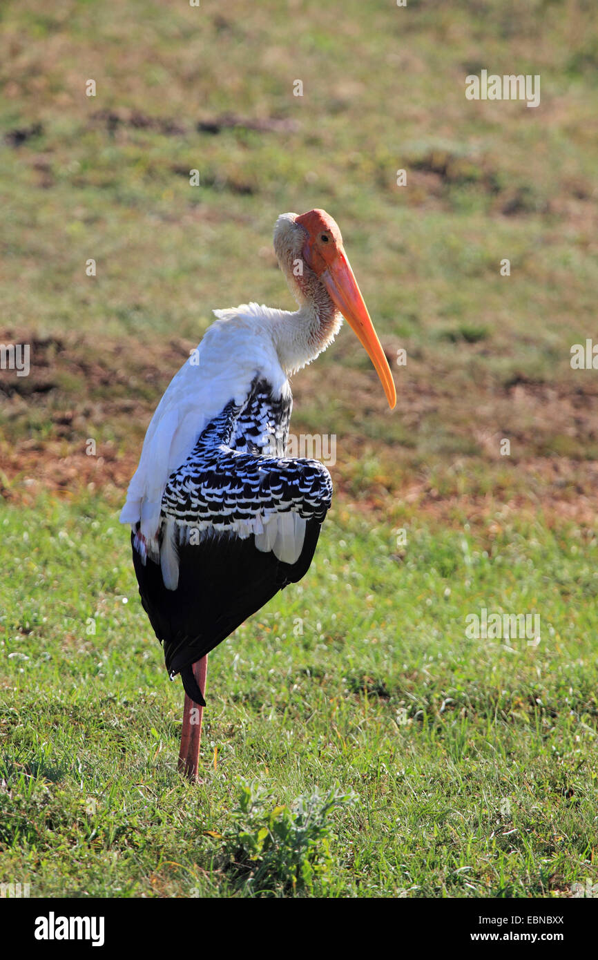 painted stork (Mycteria leucocephala, Ibis leucocephalus), sunbathing, Sri Lanka, Yala National Park Stock Photo