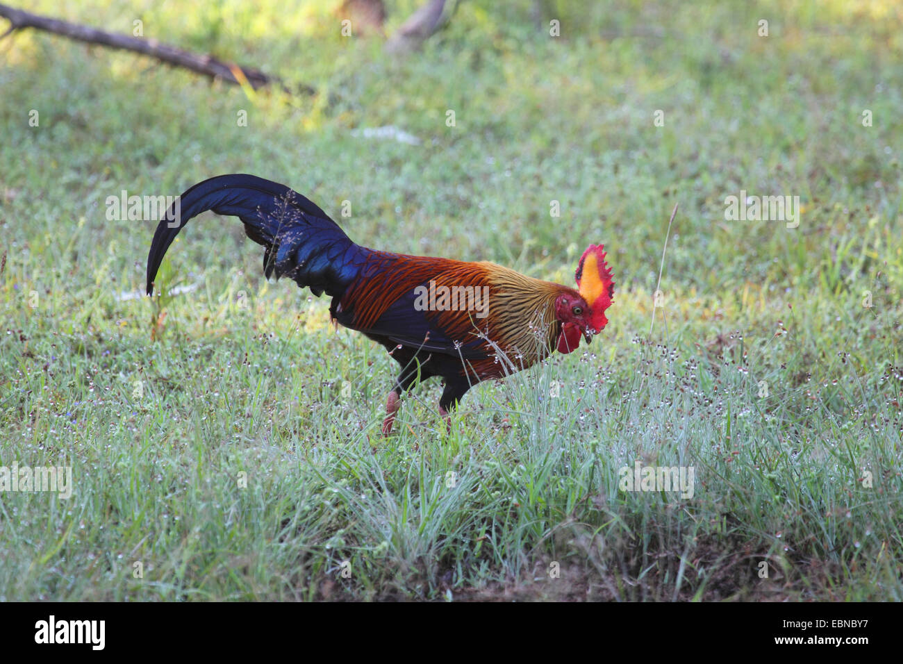 Ceylon jungle-fowl (Gallus lafayettii), male, Sri Lanka, Yala National Park Stock Photo