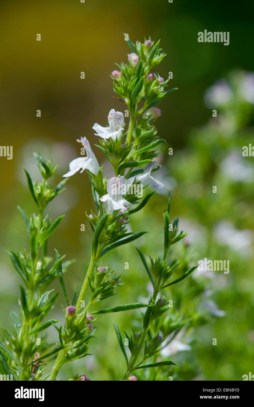 Winter savory (Satureja montana), inflorescence Stock Photo