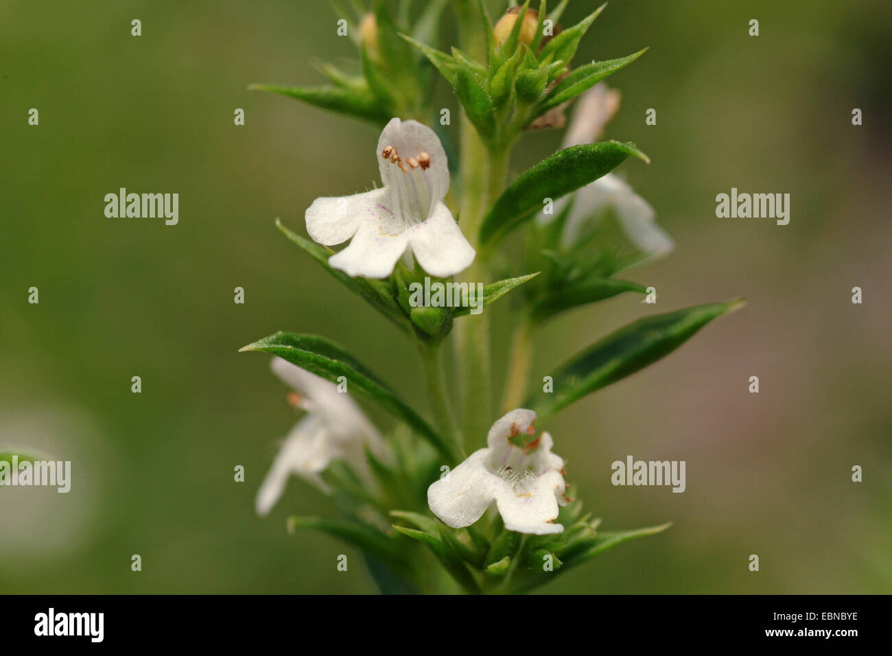 Summer savory, Calamint (Satureja hortensis), flowers Stock Photo