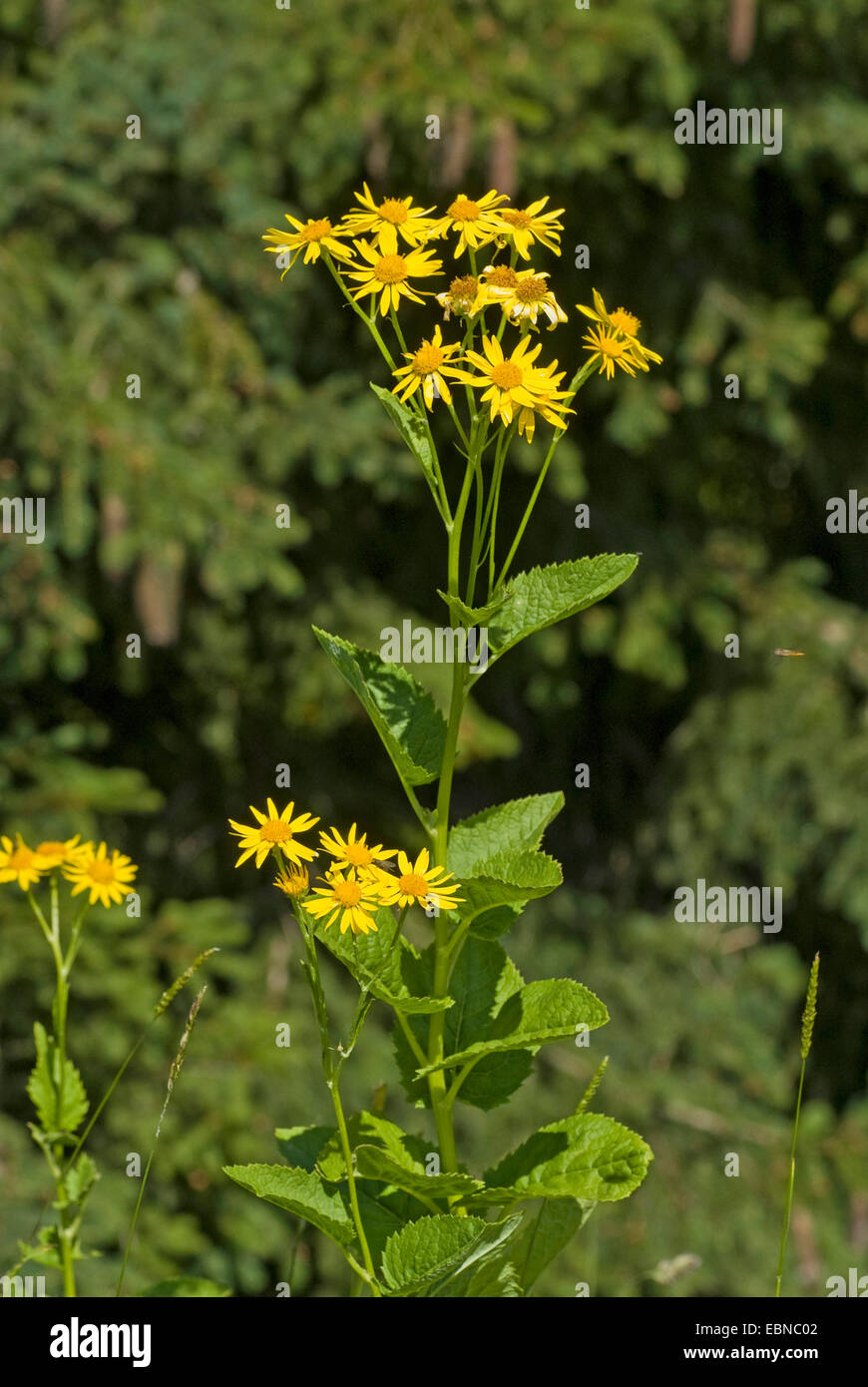 Alpine Ragwort (Senecio alpinus, Senecio cordatus), blooming, Germany Stock Photo