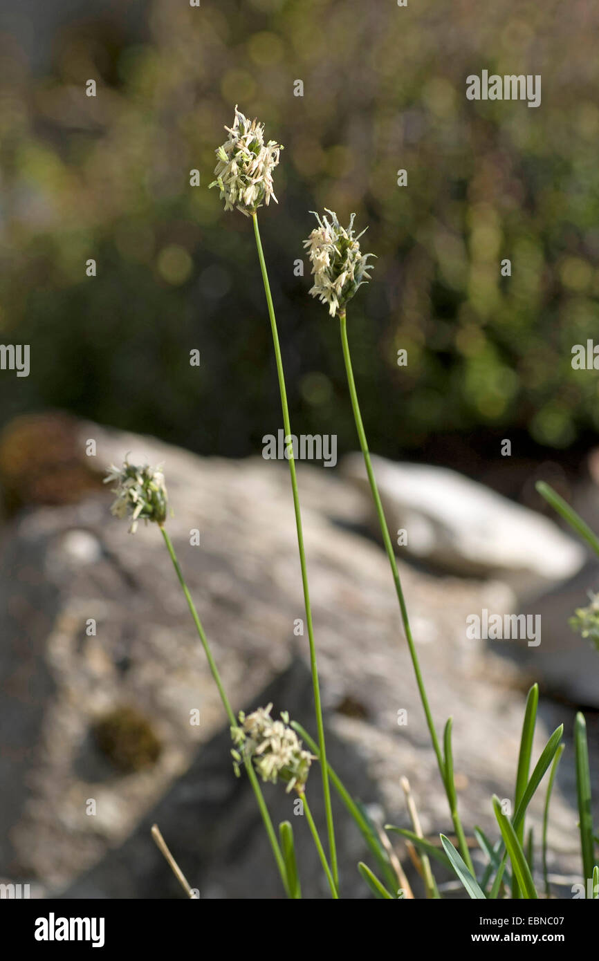 Moor Grass  (Sesleria albicans), blooming, Germany Stock Photo