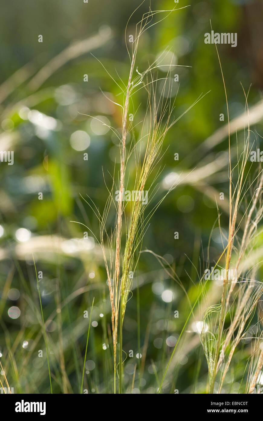 Feather grass (Stipa tenuissima), inflorescence Stock Photo