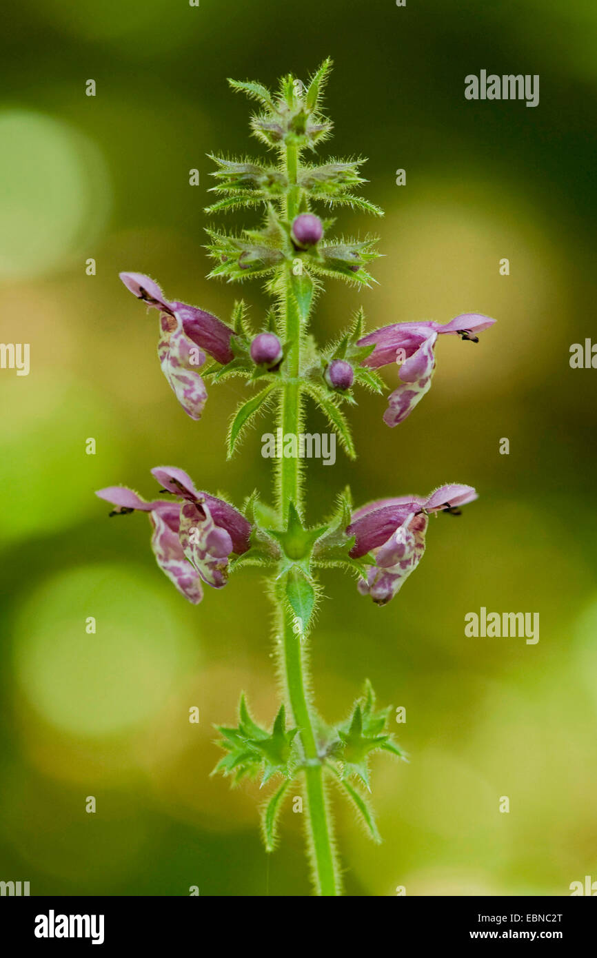 Hedge woundwort, Whitespot (Stachys sylvatica), inflorescence, Germany Stock Photo