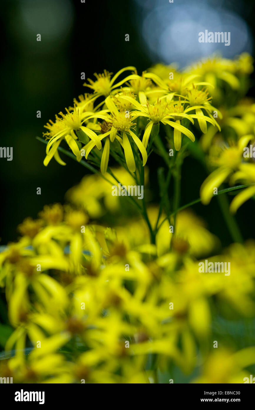 Alpine Wood Ragwort (Senecio ovatus ssp. alpestris), blooming, Switzerland Stock Photo