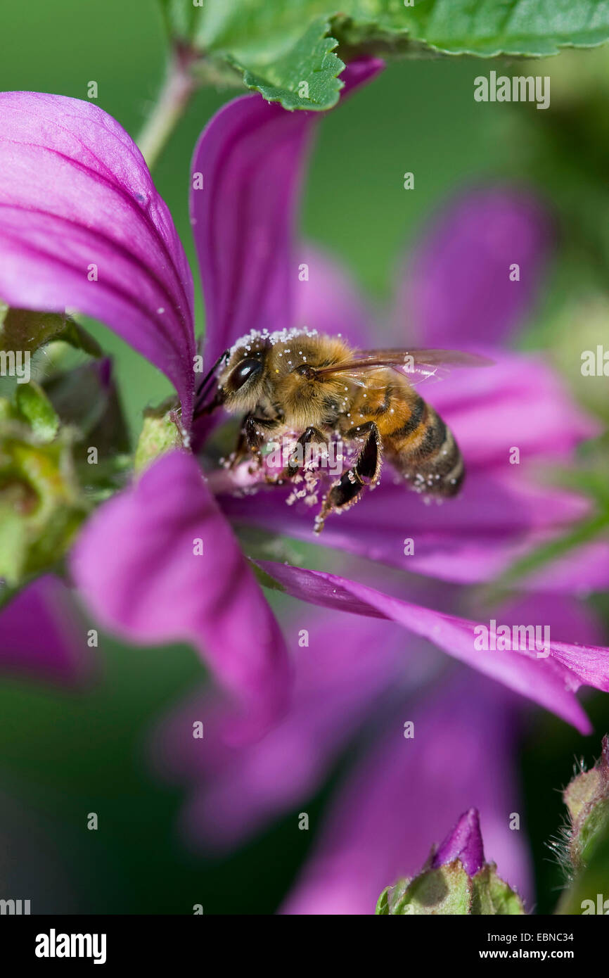 Common Mallow Blue Mallow High Mallow High Cheeseweed Malva Stock Photo Alamy