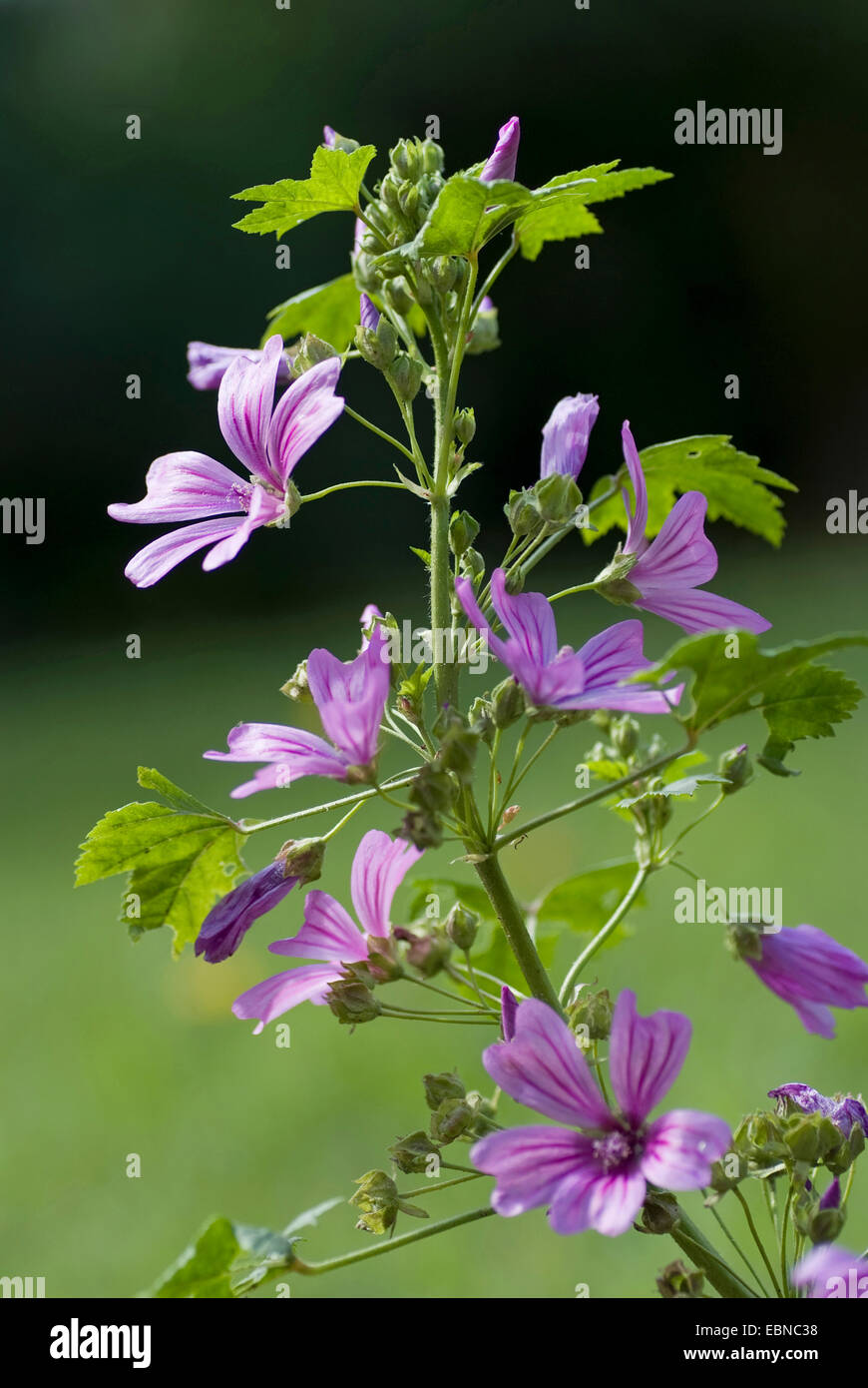 common mallow, blue mallow, high mallow, high cheeseweed (Malva sylvestris), blooming, Germany Stock Photo