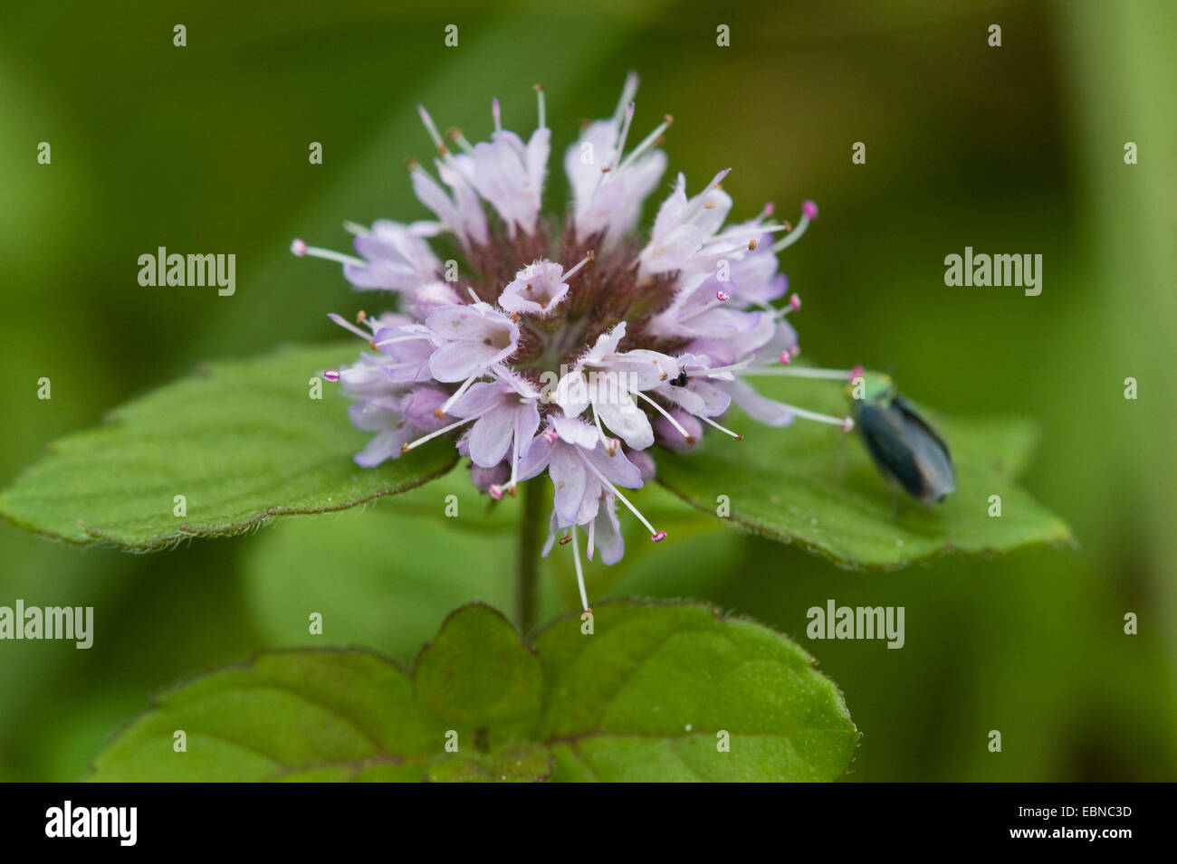 Wild water mint, Water mint, Horse mint (Mentha aquatica), whorl of flowers, Germany Stock Photo