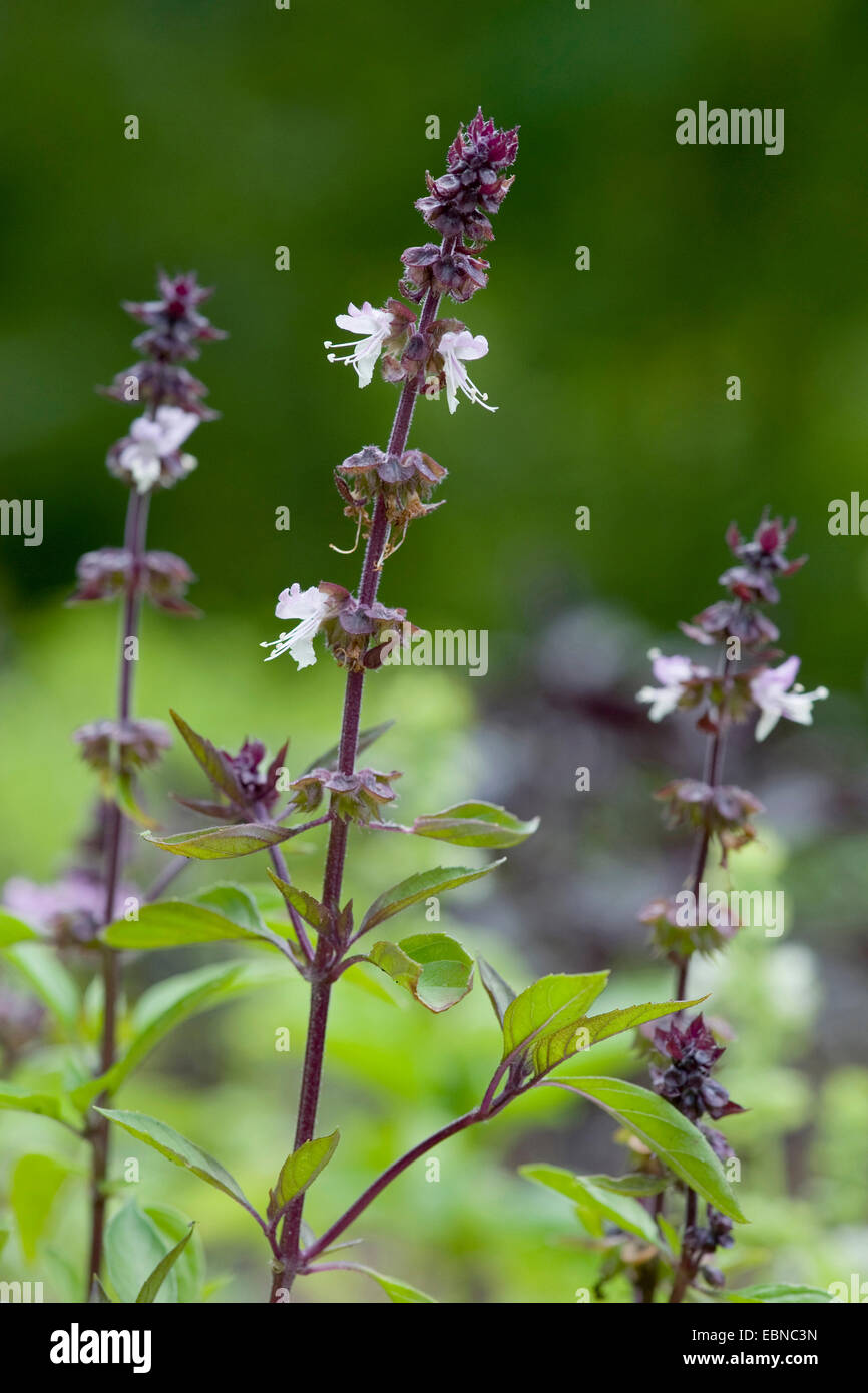 sweet basil (Ocimum basilicum var. cinnamomum, Ocimum basilicum cinnamomum), blooming Stock Photo