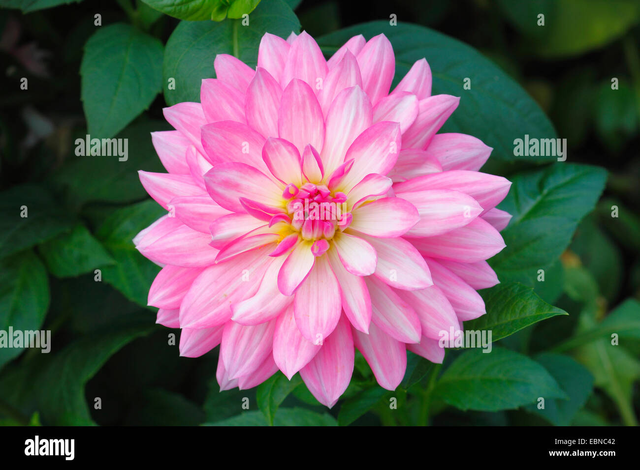 (Dahlia spec.), flower of a decorative Stock Photo