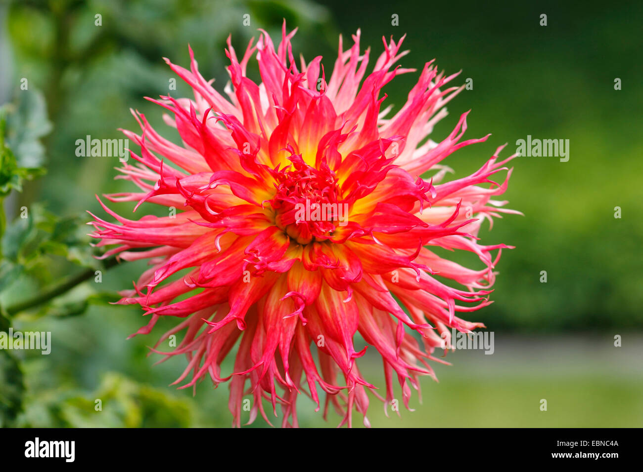 georgina (Dahlia spec.), flower of fimbriated Dahlia Stock Photo