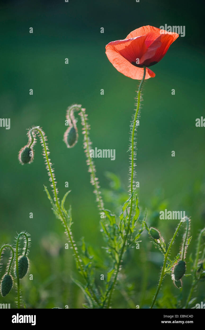 Common poppy, Corn poppy, Red poppy (Papaver rhoeas), blooming in backlight, Germany Stock Photo