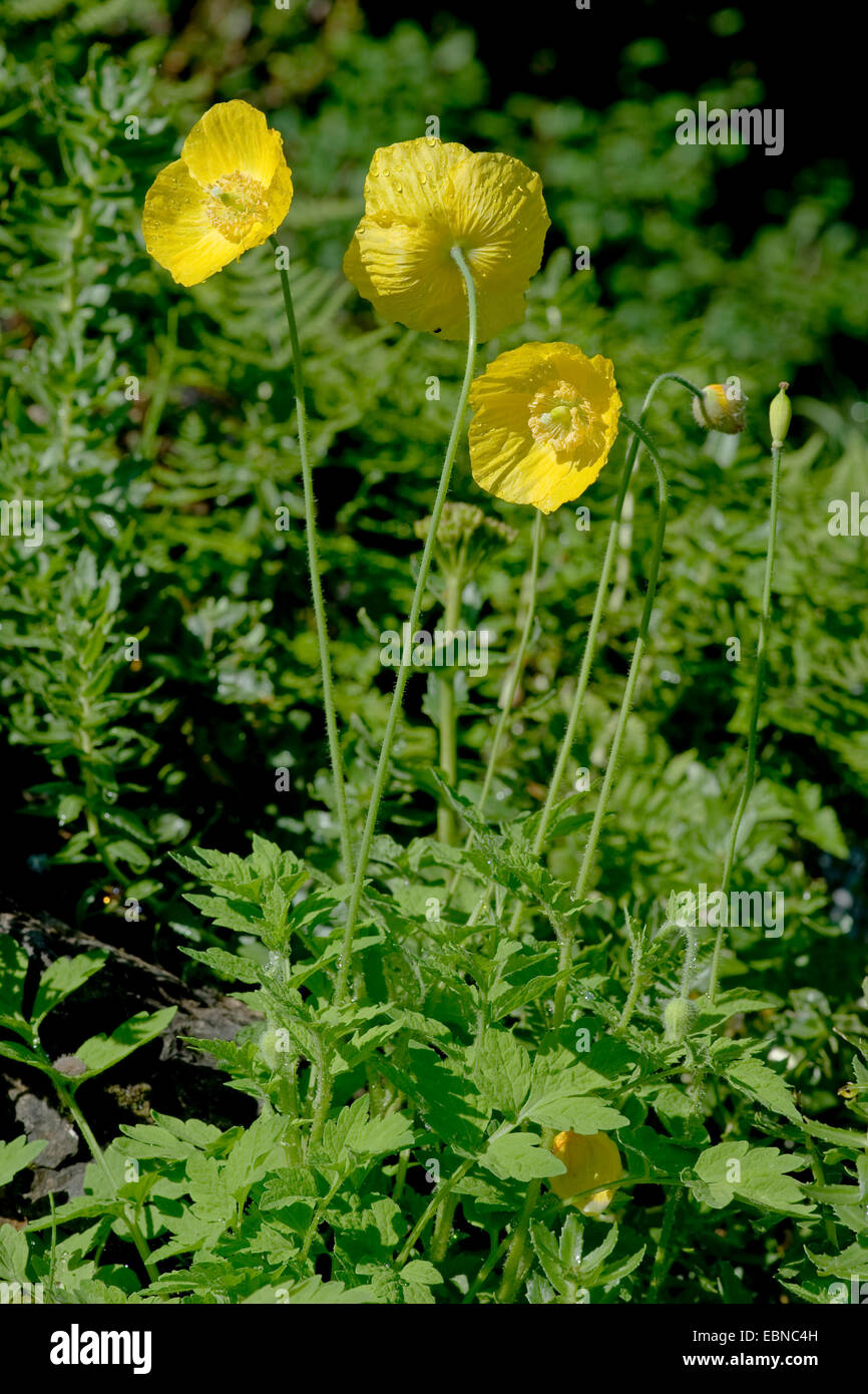 Welsh poppy (Papaver cambricum, Meconopsis cambrica), blooming, Germany Stock Photo