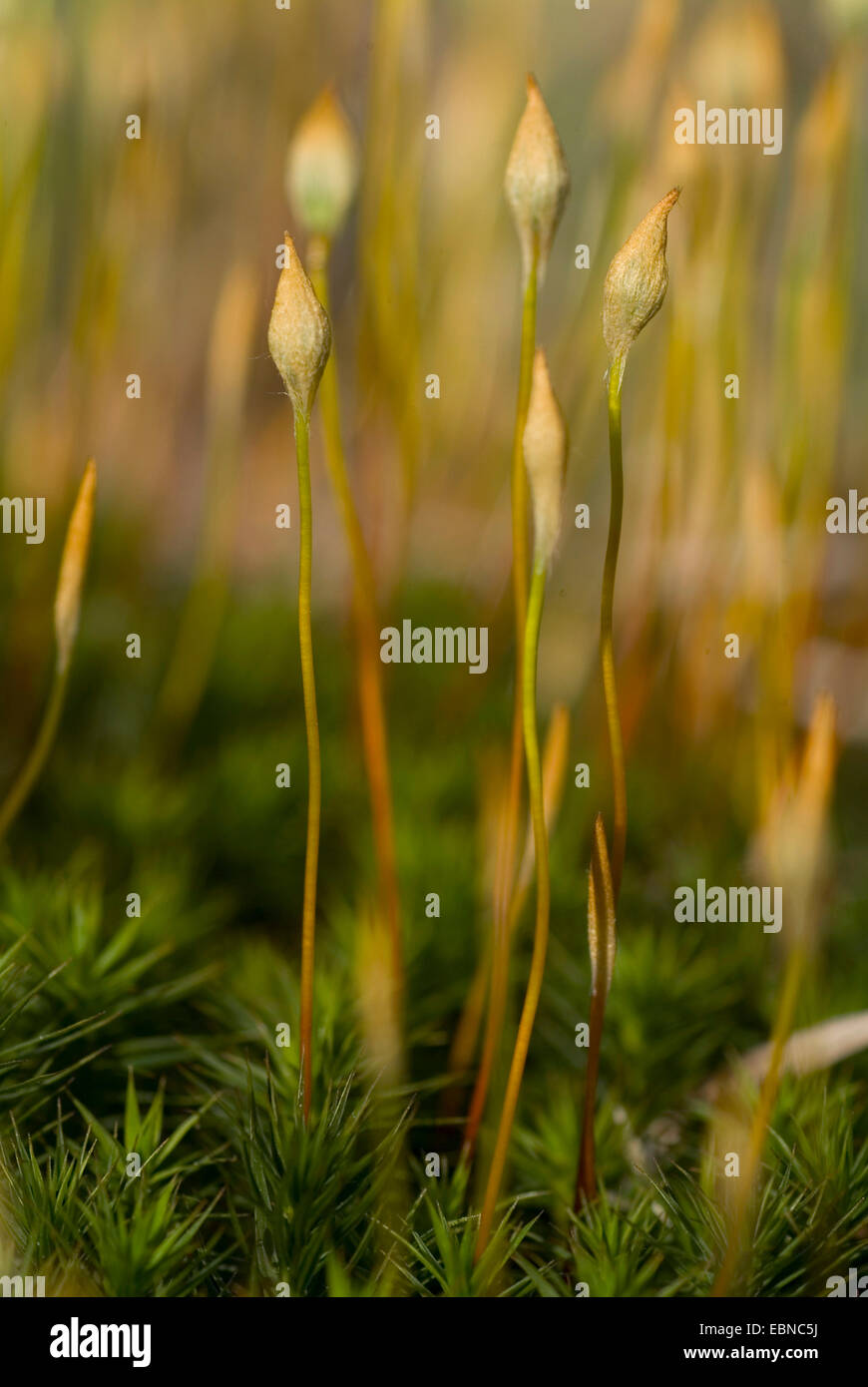 Star Moss, Haircap Moss, Hair Moss (Polytrichum formosum, Polytrichum attenuatum), capsules, Germany Stock Photo