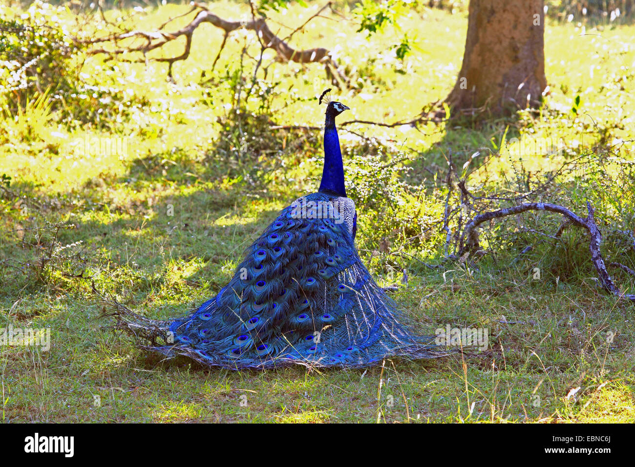 common peafowl, Indian peafowl, blue peafowl (Pavo cristatus), male, Sri Lanka, Yala National Park Stock Photo