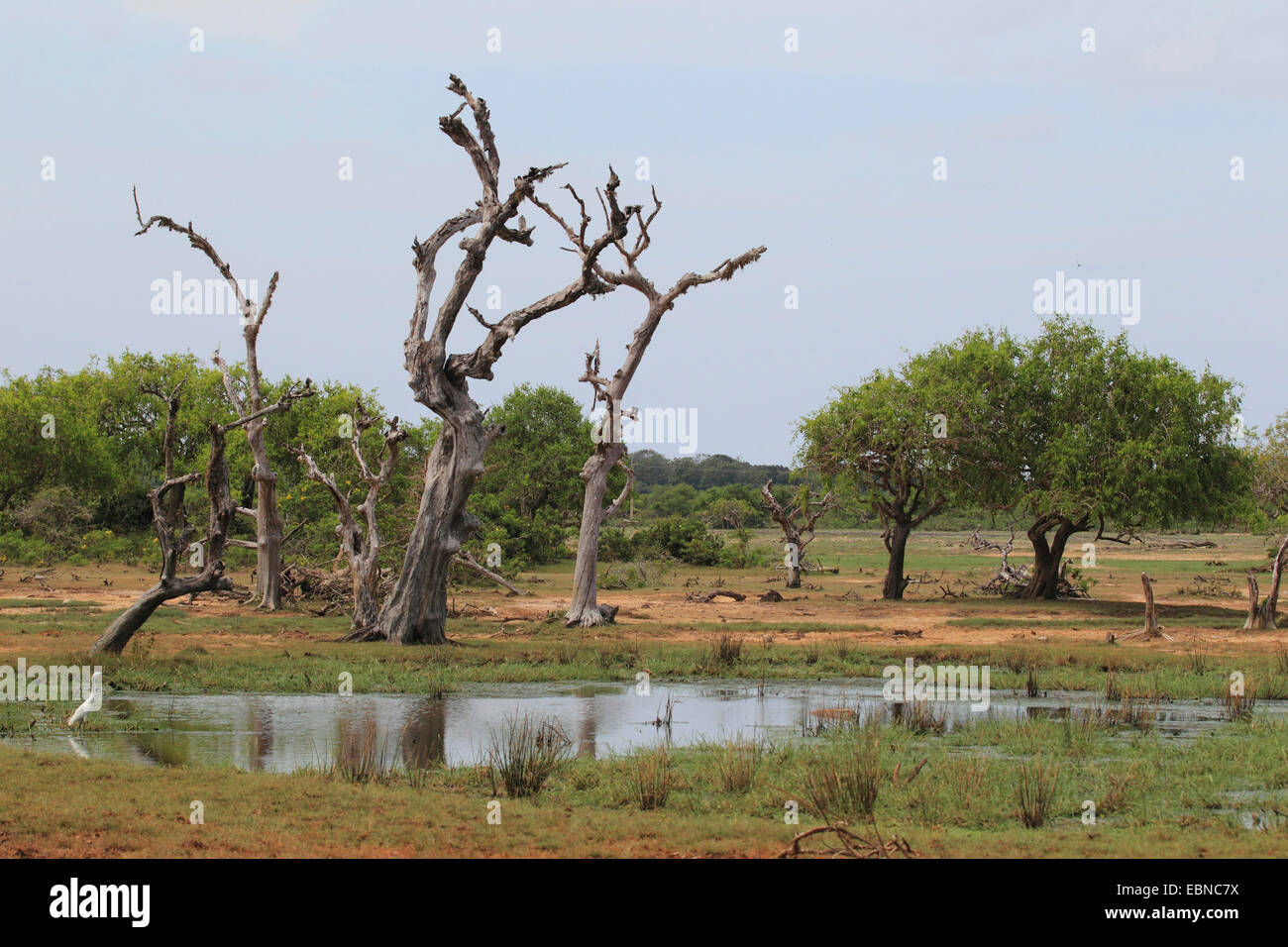 landscape at Yala National Park, Sri Lanka, Yala National Park Stock Photo