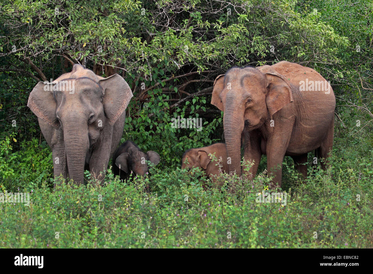 Sri Lanka Elephant, Asiatic elephant, Asian elephant (Elephas maximus, Elephas maximus maximus), two females with two elephant calves, Sri Lanka, Yala National Park Stock Photo