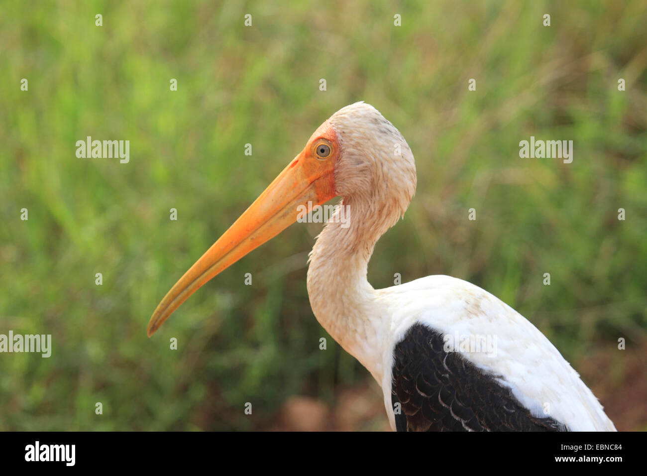 painted stork (Mycteria leucocephala, Ibis leucocephalus), portrait, Sri Lanka, Yala National Park Stock Photo