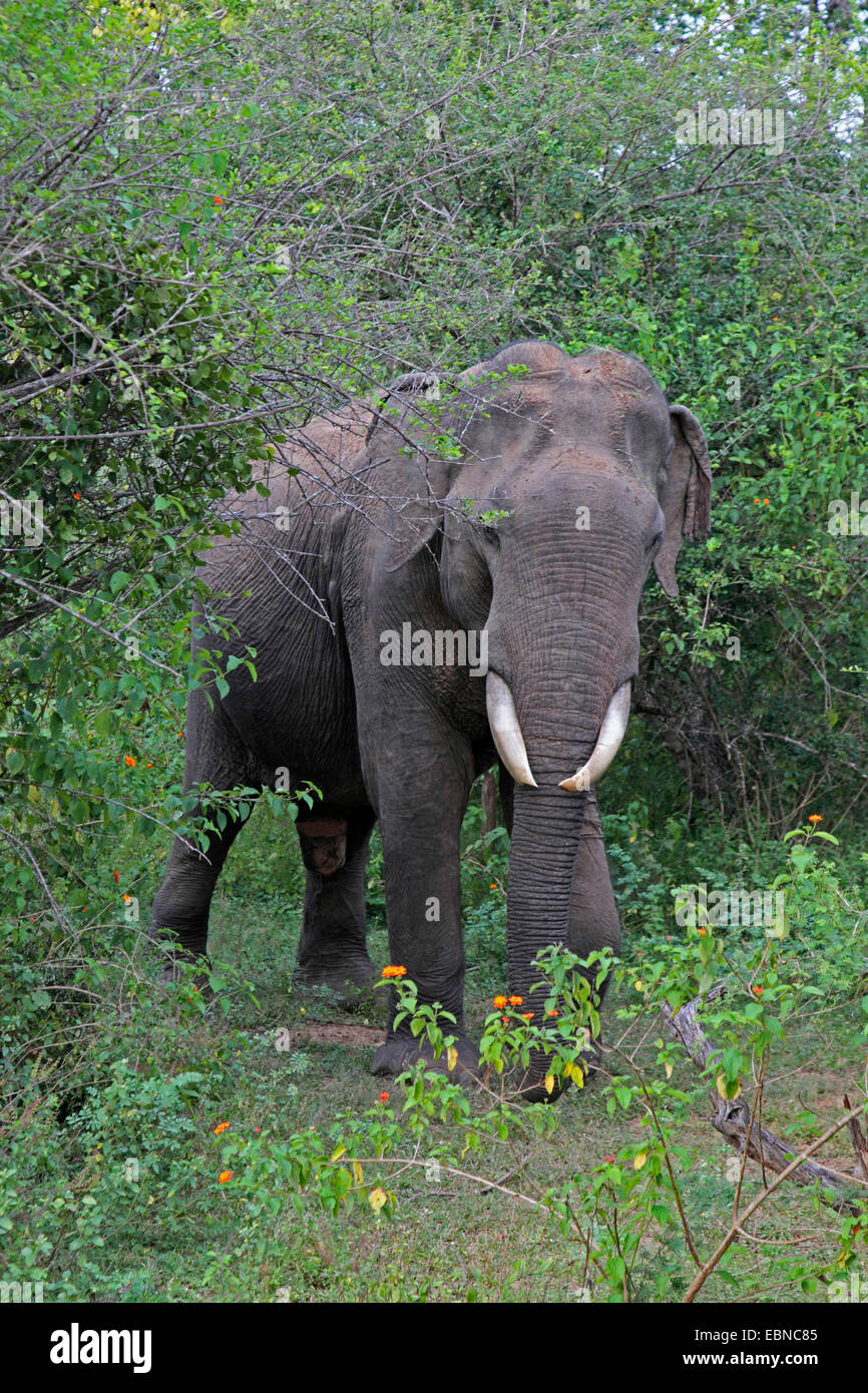 Sri Lanka Elephant, Asiatic elephant, Asian elephant (Elephas maximus, Elephas maximus maximus), standing in the shrubbery, Sri Lanka, Udawalawe National Park Stock Photo
