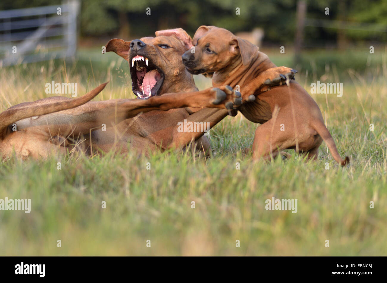 Rhodesian Ridgeback (Canis lupus f. familiaris), puppy romping with a male dog, Germany, North Rhine-Westphalia Stock Photo