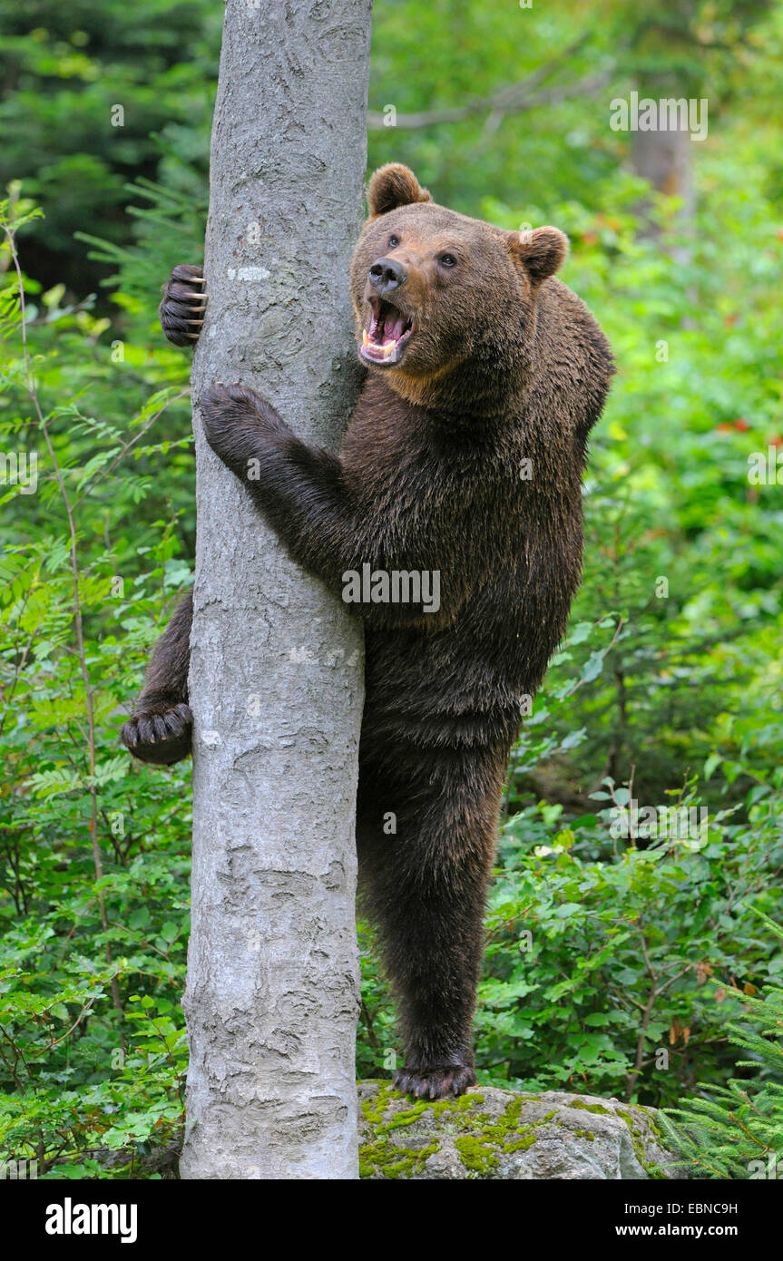European brown bear (Ursus arctos arctos), trying to climb a tree, Germany, Bavaria Stock Photo