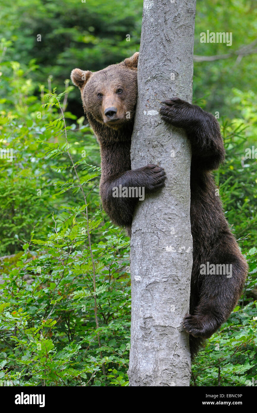 European brown bear (Ursus arctos arctos), climbing up a tree, Germany, Bavaria Stock Photo