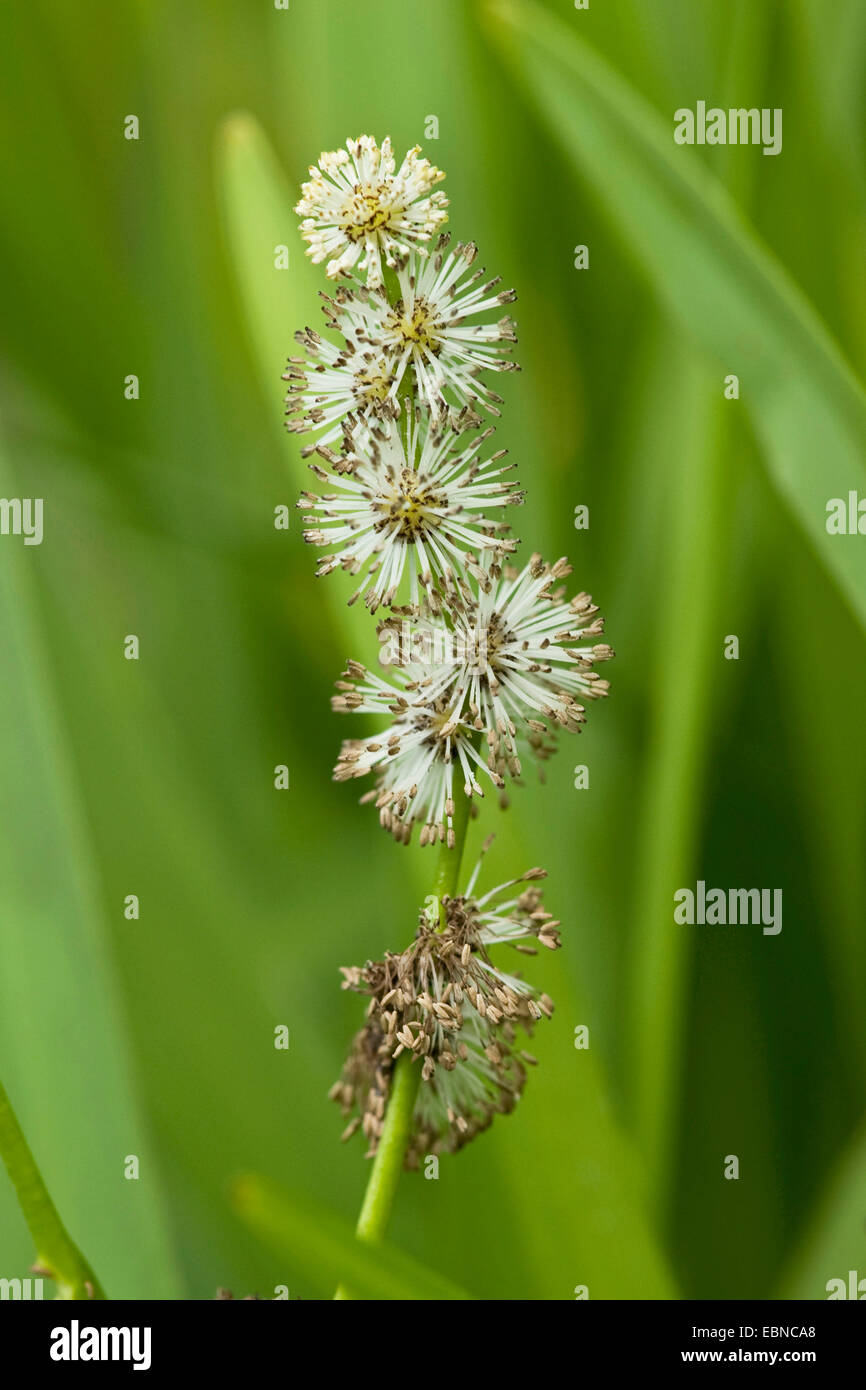 Branched Burreed, Exotic Bur Reed Sparganium Erectum, Exotic Bur-Reed, Simple-Stem Burr-Reed, Simplestem Bur-Reed (Sparganium erectum), inflorescence with male flowers, Germany Stock Photo