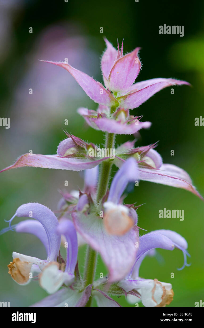 clary sage (Salvia sclarea), tip of the the inflorescence Stock Photo