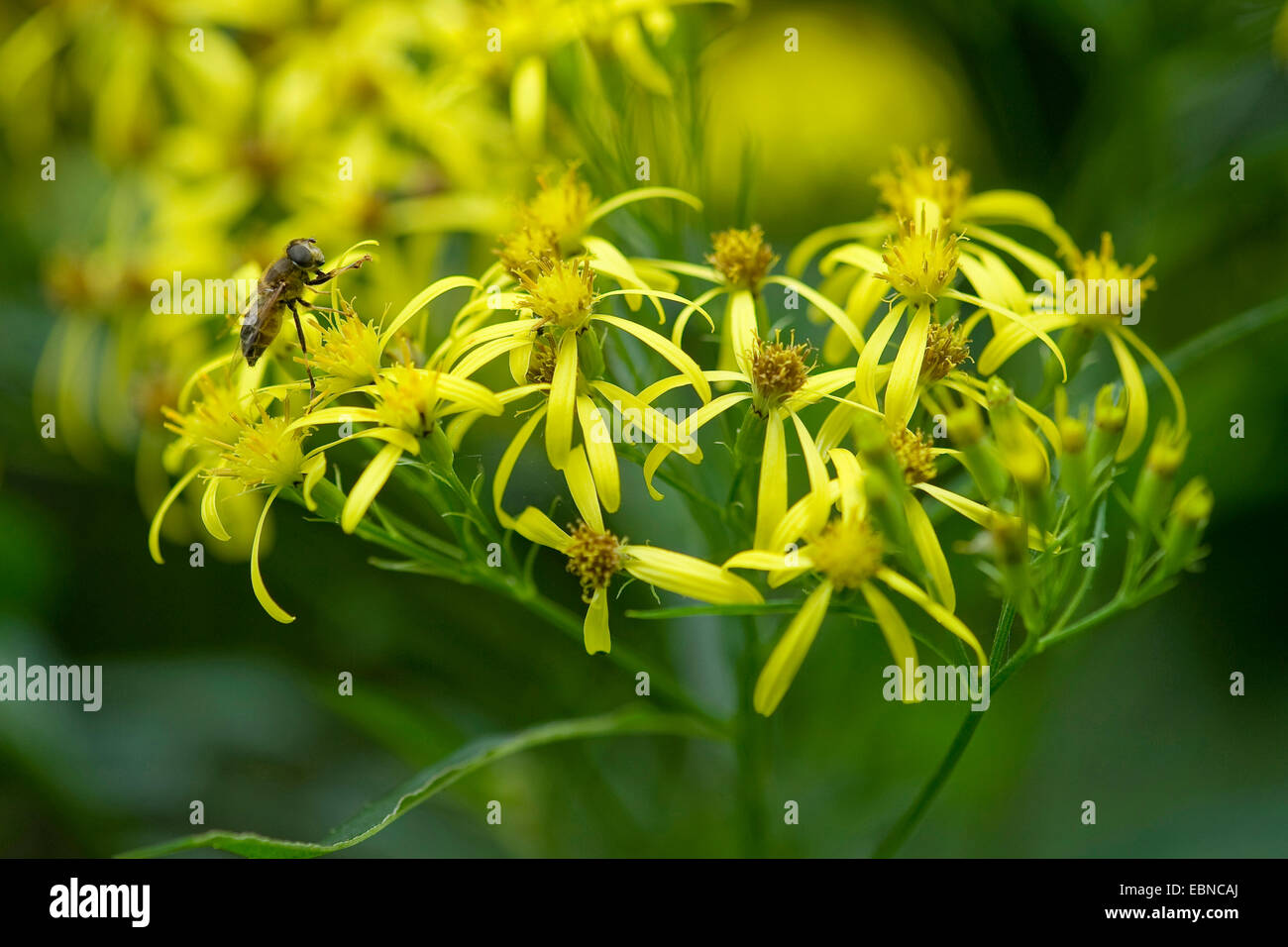 Alpine Wood Ragwort (Senecio ovatus ssp. ovatus), blooming, Germany Stock Photo