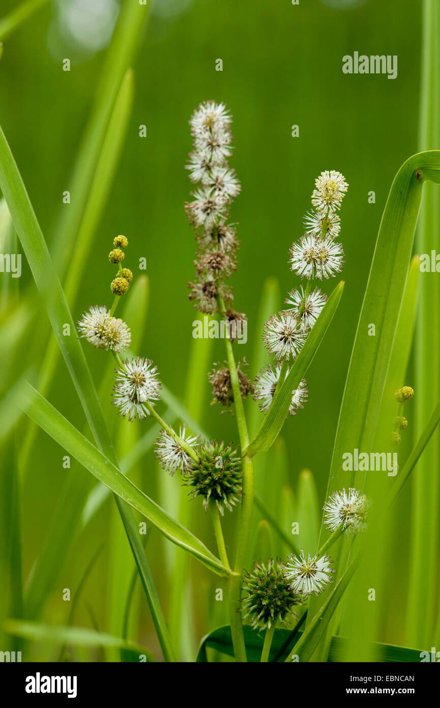 Branched Burreed, Exotic Bur Reed Sparganium Erectum, Exotic Bur-Reed, Simple-Stem Burr-Reed, Simplestem Bur-Reed (Sparganium erectum), inflorescence with male flowers, Germany Stock Photo