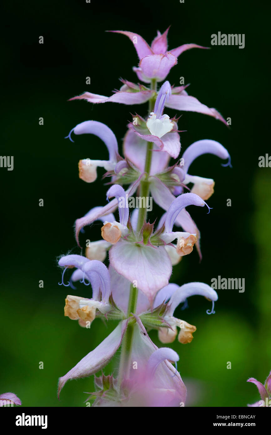 clary sage (Salvia sclarea), inflorescence Stock Photo