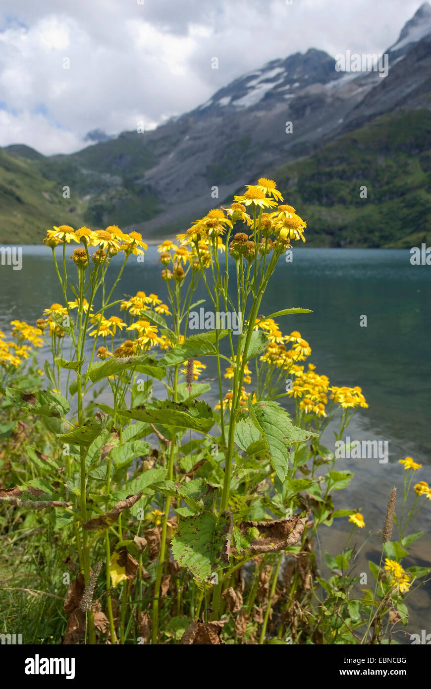Alpine Ragwort (Senecio alpinus, Senecio cordatus), blooming at an ...
